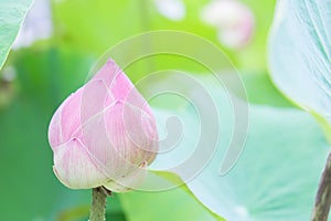 Natural Lotus flower on holy day , lotus or waterlilly