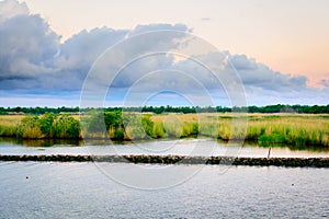 Natural Louisiana Bayou