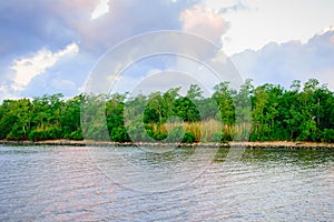 Natural Louisiana Bayou