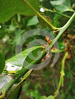 Natural love creative