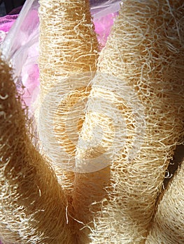 Natural Luffa sponge in farmer vendor cart