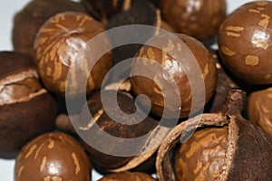 Natural Macadamia Tree Nuts In Shell And Husk