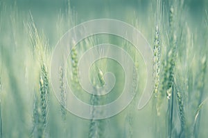 Natural macro artistic background - Close-up background of growing wheat in the field