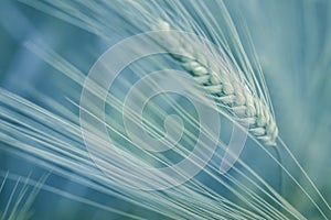 Natural macro background of growing wheat in the field