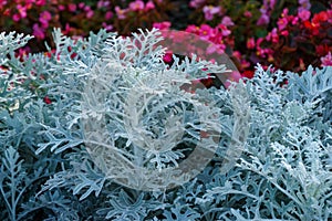 Natural macro background with silver leaves of Cineraria maritima (Jacobaea maritima) or Dusty miller