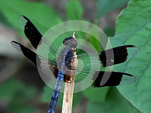 Natural macro dragonfly in cuba