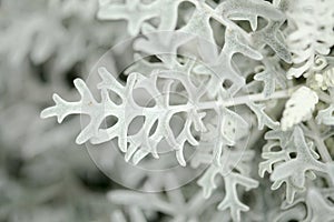 Natural macro floral background with silver leaves Jacobaea maritima