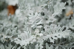 Natural macro floral background with silver leaves Jacobaea maritima