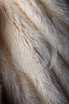 Natural macro Wool Texture Animals studio quality