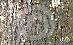 Natural mango tree trunk texture