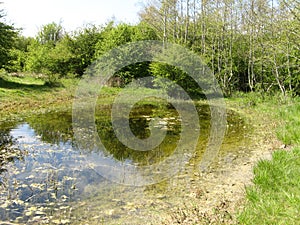 A natural marsh with plants and frogs and salamanders