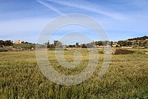 Natural Meadow - Grass Field