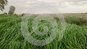 Natural meadow grass swayed by storm wind blow. A gusty wind plays with green grass. Lush greenery waving along wind