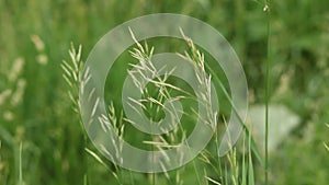 Natural meadow grass swayed by wind blow