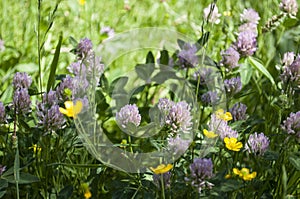 Natural meadow in summertime with red clover and meadow buttercup blossoms