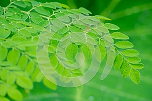 Natural Medicine plant Moringa leaves in the Garden