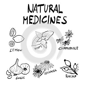 Natural medicines herbs hand drawn vector illustration set for flu season. Lemon, mint, chamomile, garlic, echinacea, rosehip.