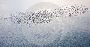 Natural migration of European starlings photo