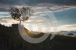 Natural minimalist backlit landscape where you can see plants, grass, a tree on the hill and a cloudy sky as well as the sun`s ray