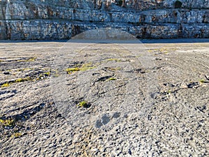 Natural monument of fossil dinosaur footprints in Serra D `Aire in Pedreira do Galinha, in Portugal. A pedagogical circuit was cre photo