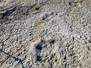 Natural monument of fossil dinosaur footprints in Serra D `Aire in Pedreira do Galinha, in Portugal. A pedagogical circuit was cre photo