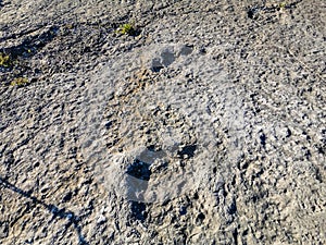 Natural monument of fossil dinosaur footprints in Serra D `Aire in Pedreira do Galinha, in Portugal. A pedagogical circuit was cre