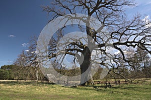 Natural Monument. An old majestic Oak with a spreading crown