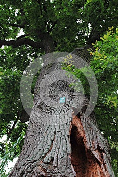 Natural monument sign on an old oak tree, Poland