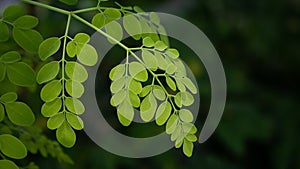 Natural Moringa leaves Green Background. Young Moringa leaves in nature light, alternative medicine plant