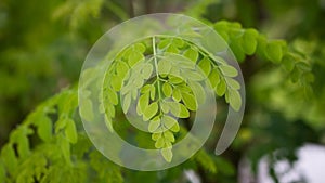 Natural Moringa leaves Tree Green Background