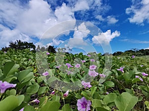 Natural morning glory flower, Outstanding, beautiful with beautiful blue sky background in Tiga Island, Balambangan Island. Kudat.