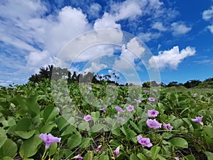 Natural morning glory flower, Outstanding, beautiful with beautiful blue sky background in Tiga Island, Balambangan Island. Kudat.