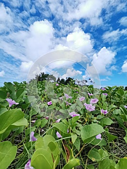 Natural morning glory flower, Outstanding, beautiful with beautiful blue sky background in Tiga Island, Balambangan Island. Kudat.