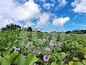 Natural morning glory flower, Outstanding, beautiful with beautiful blue sky background in Tiga Island, Balambangan Island. Kudat.