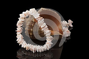 Natural mother-of-pearl beads on a sea shell on a black background