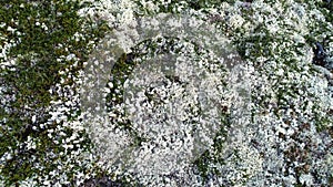 Natural Mountain White Moss Covering Hills Above View photo