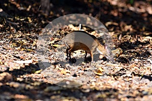 Natural mouse deer feed in summer