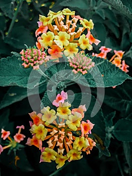 Natural Multicolour Flower