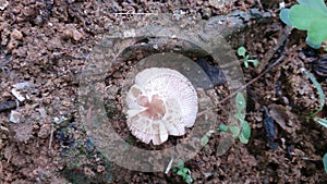 Natural mushroom in the fertile soil