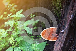 Natural mushroom growning in rainforest