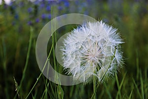 Natural nature beautiful wildflowers dandelion on a field in nature on a summer evening at sunset