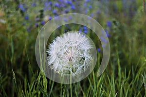 Natural nature beautiful wildflowers dandelion on a field in nature on a summer evening at sunset