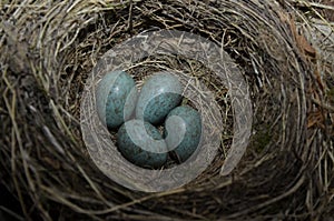 Natural nest and blue eggs of a song thrush in the meadow