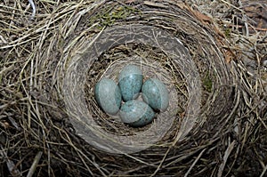 Natural nest and blue eggs of a song thrush in the meadow