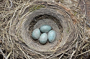 Natural nest and blue eggs of a song thrush in the meadow