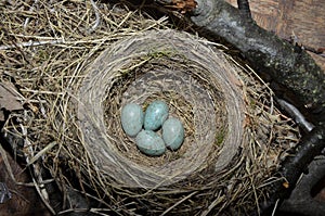 Natural nest and blue eggs of a song thrush in the meadow