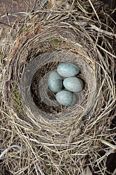 Natural nest and blue eggs of a song thrush in the meadow