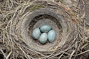 Natural nest and blue eggs of a song thrush in the meadow