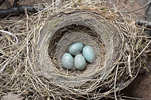 Natural nest and blue eggs of a song thrush in the meadow