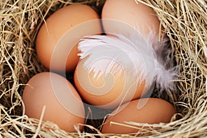 Natural nest with chicken eggs